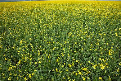 原因是育碧？外网发起抵制下架游戏运动 签名达百万！